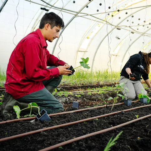 Lycée professionnel agricole Saint-François La Cadène,  plantation dans les serres avec Héloïse et Bastien